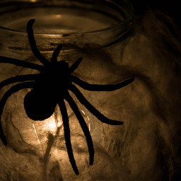 halloween spider scary light wapscary