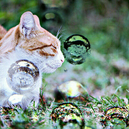 cat bubbles grass cute