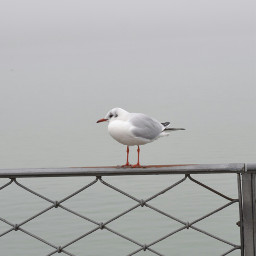photography oldphoto seagull macro