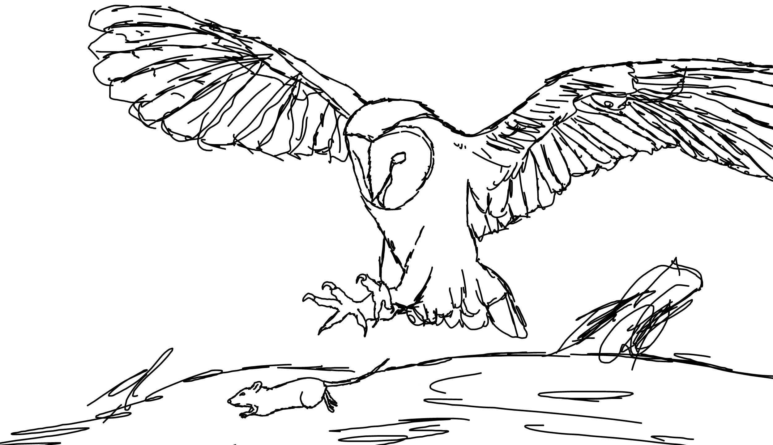 Starting A Drawing Of An Owl Web References Used Draw