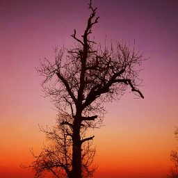 wpptrees photography sunset tree summer